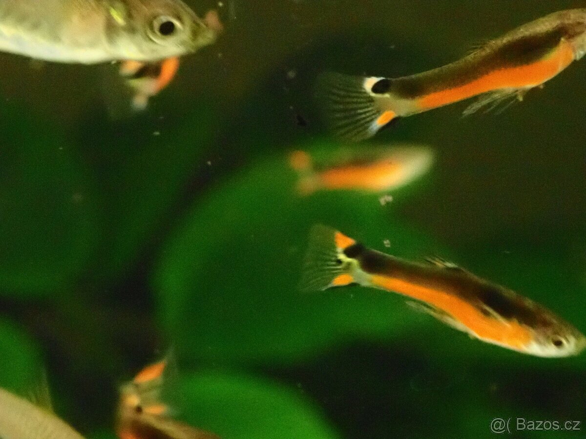 Živorodka wingeova Santa Maria - 2