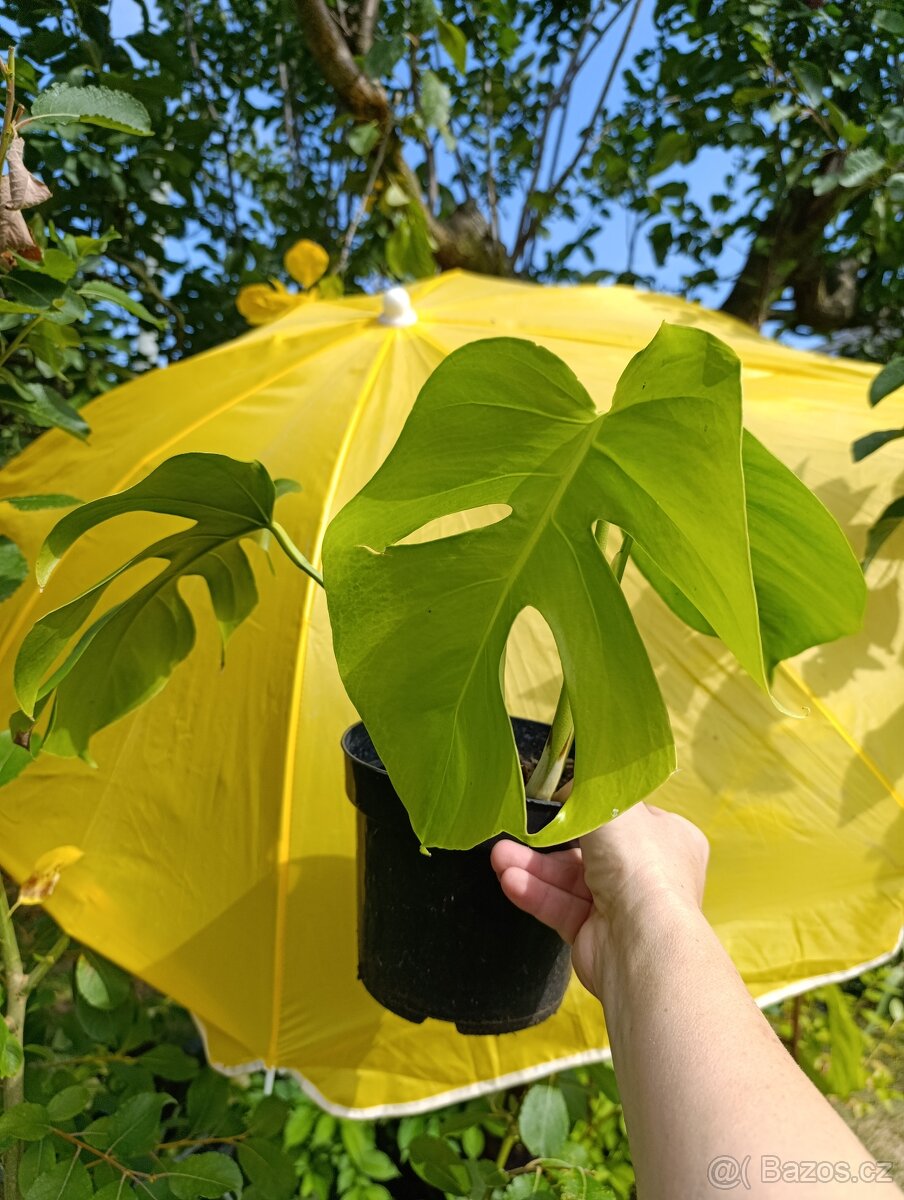 MONSTERA DELICIOSA - 3 ROSTLINY - 2