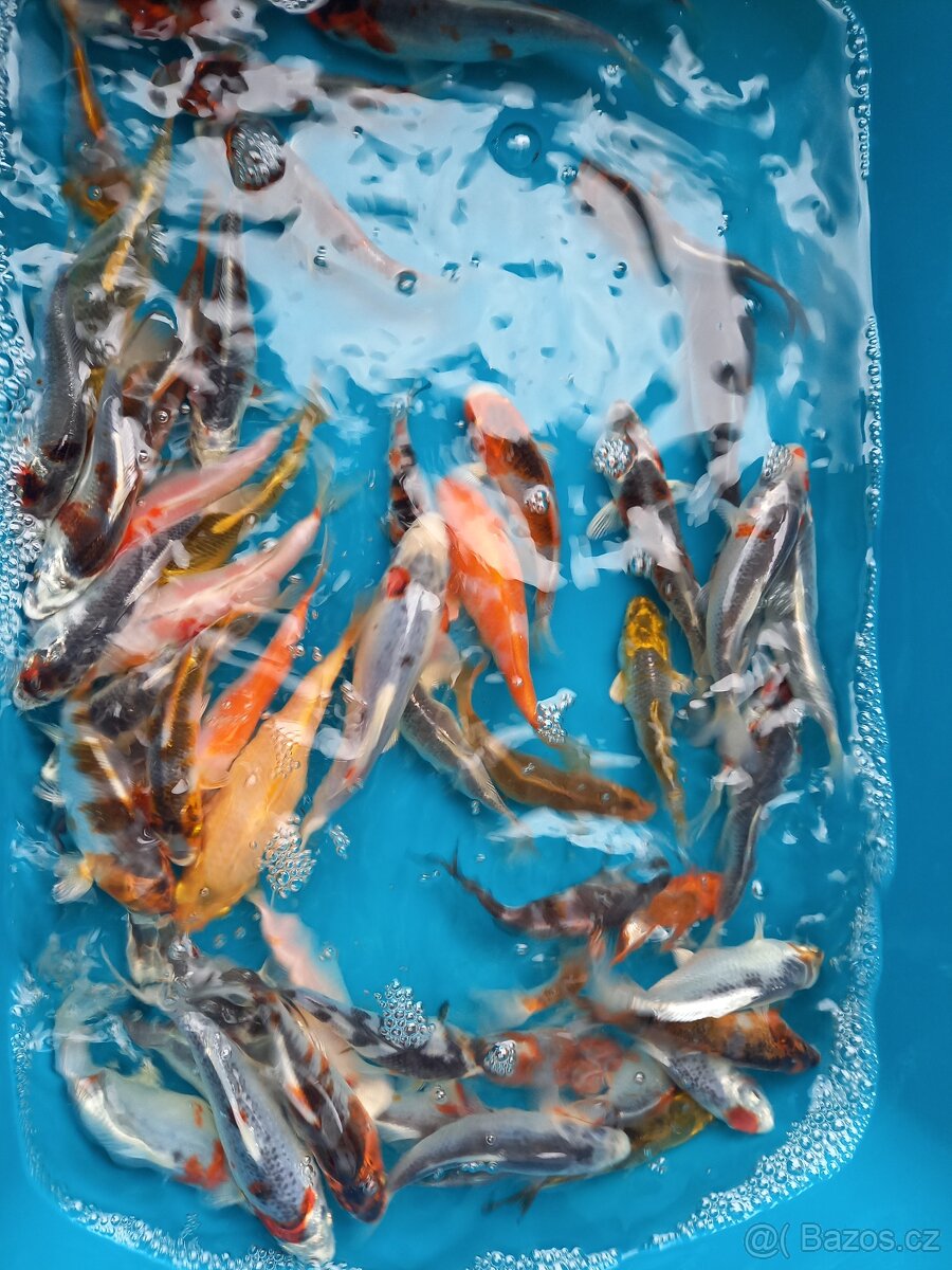 kapr koi - 2