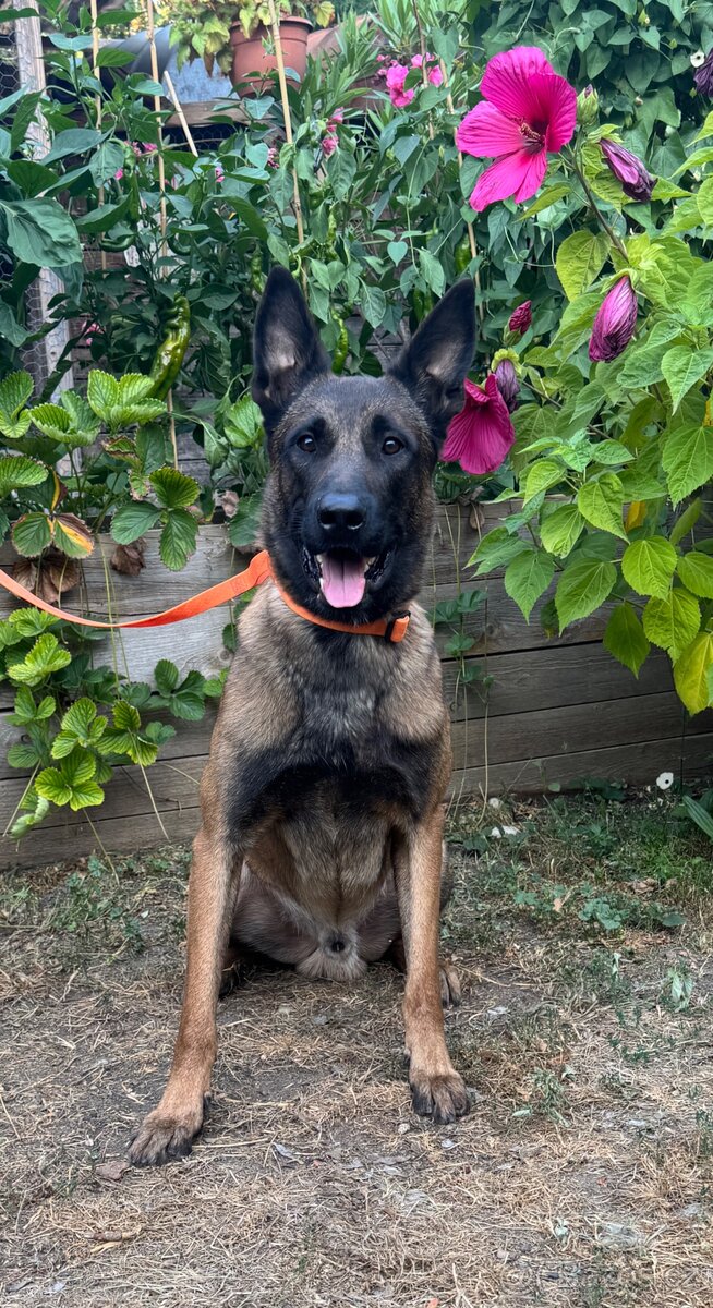 Belgický ovčák malinois - 2