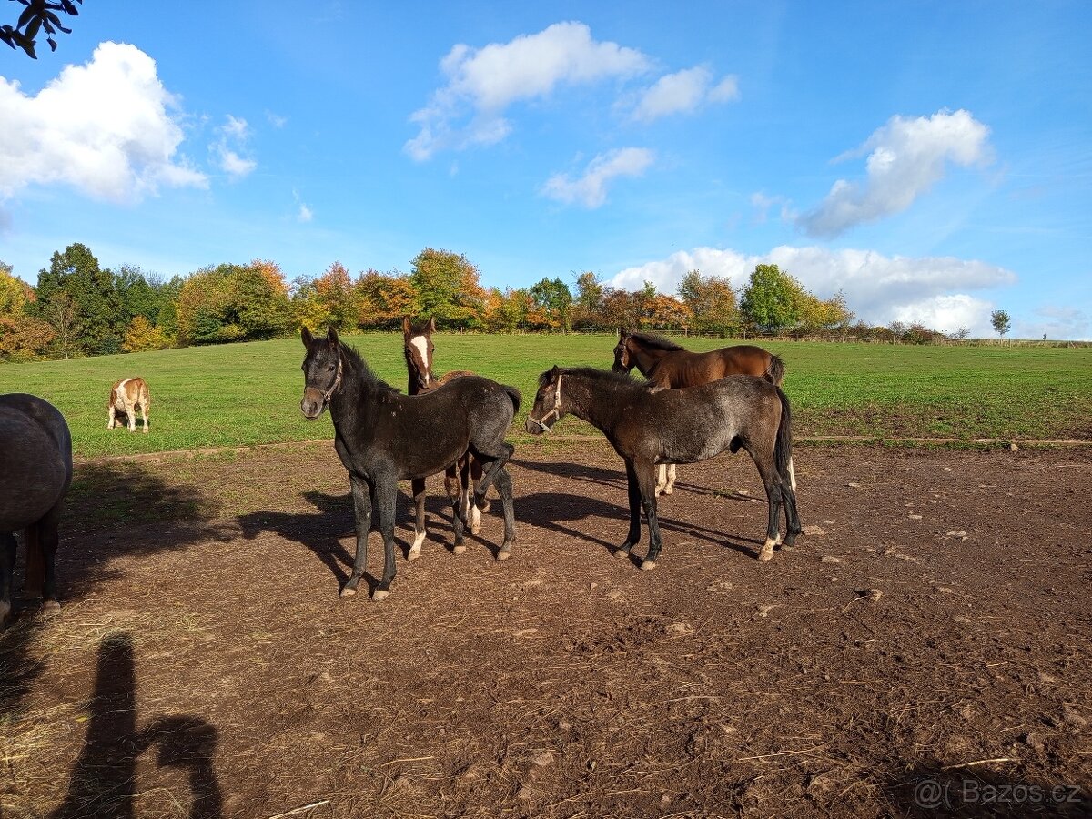 Letošní pony hřebeček - 2