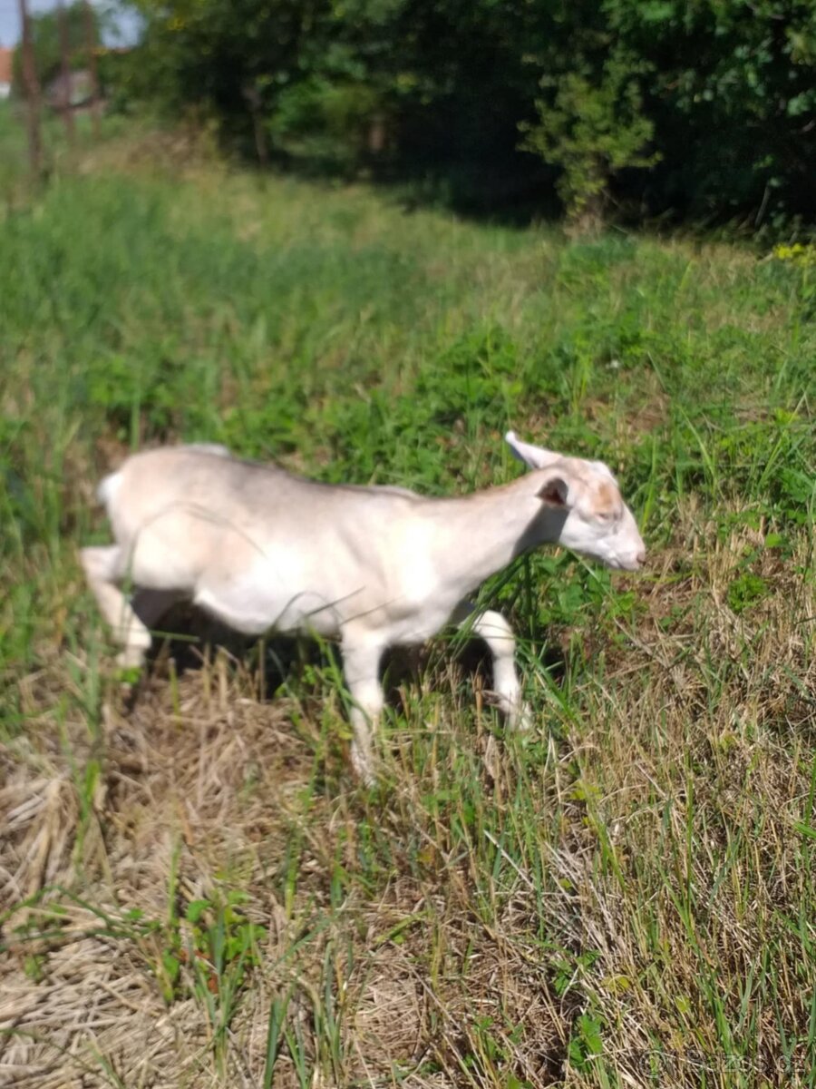 Prodám kůzlata - 2