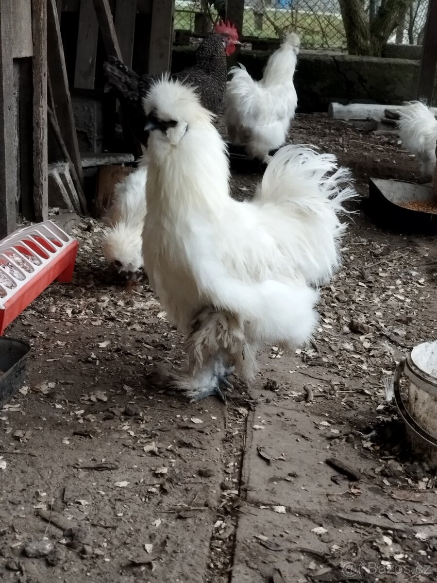 Kohout Hedvábnička vousatá - 2