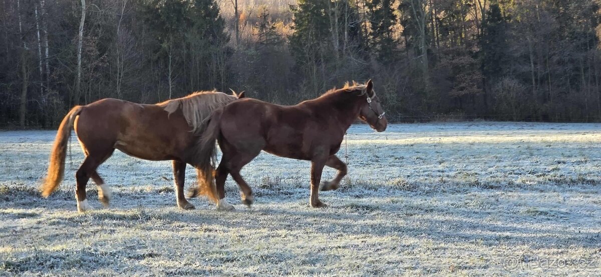Nádherná kobyla slezský norik - 2