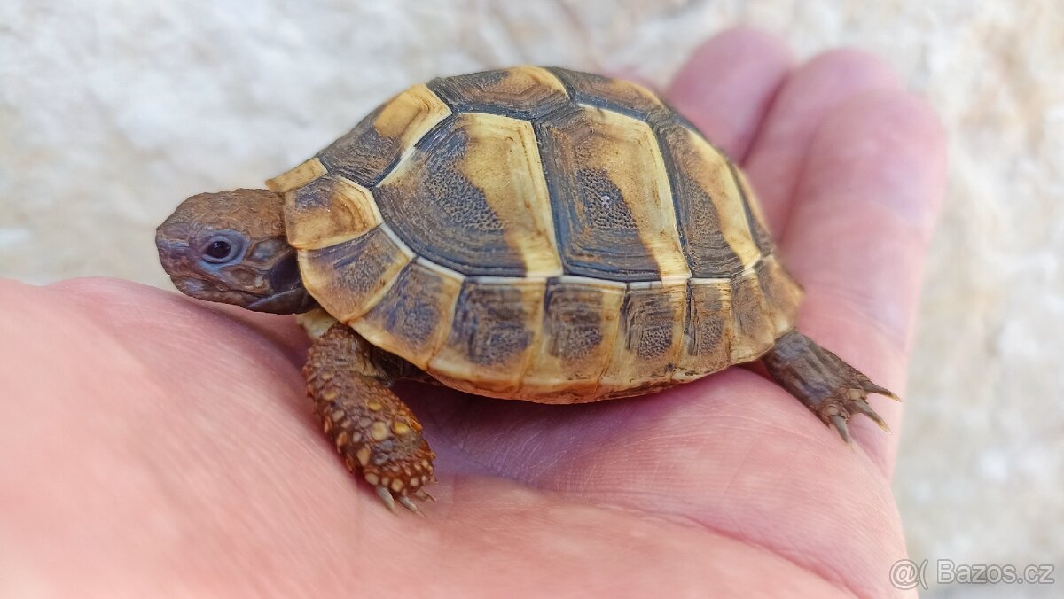 Želva Zelenavá, letošní prcci, smlouva+Cites - 2