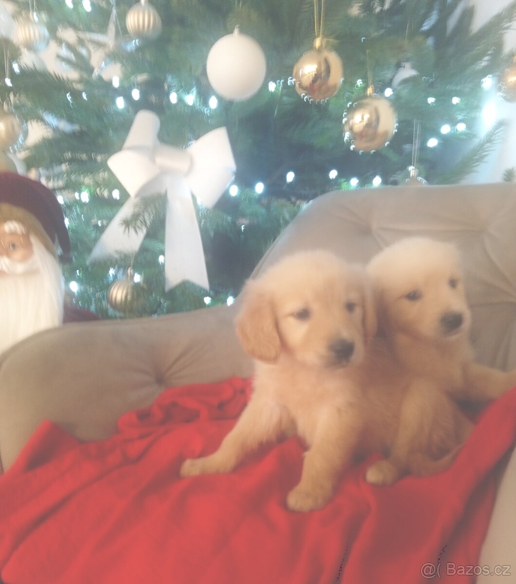 Zlatý Retrívr bez pp - 2