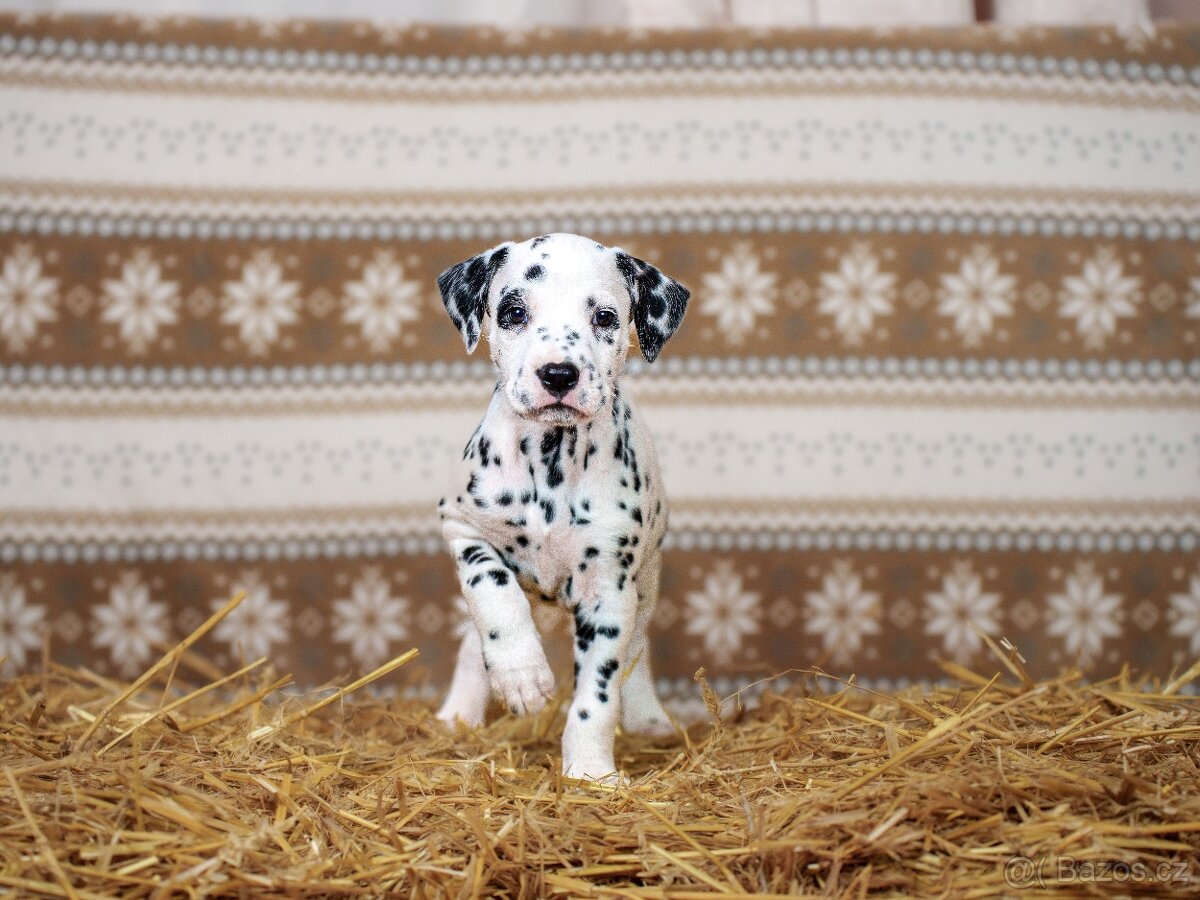 Prodej štěňátek - Dalmatin - 2