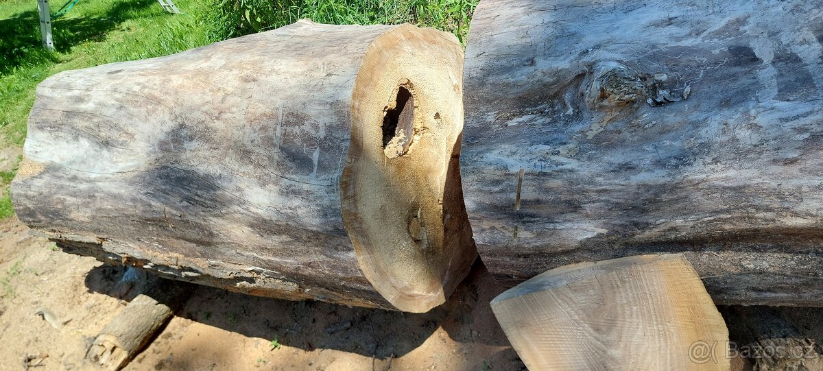 Dutý kmen jilm horský - 2