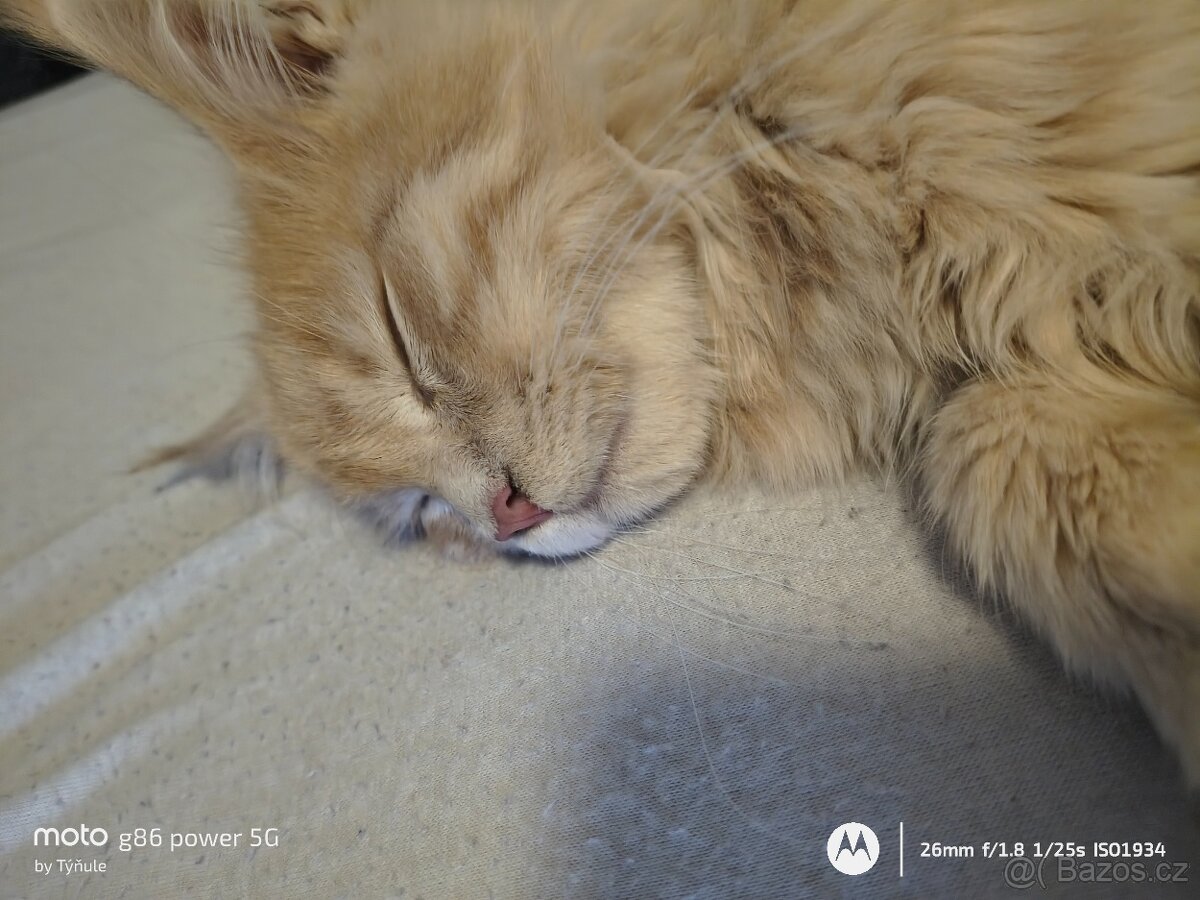 Mainská mývalí - 2