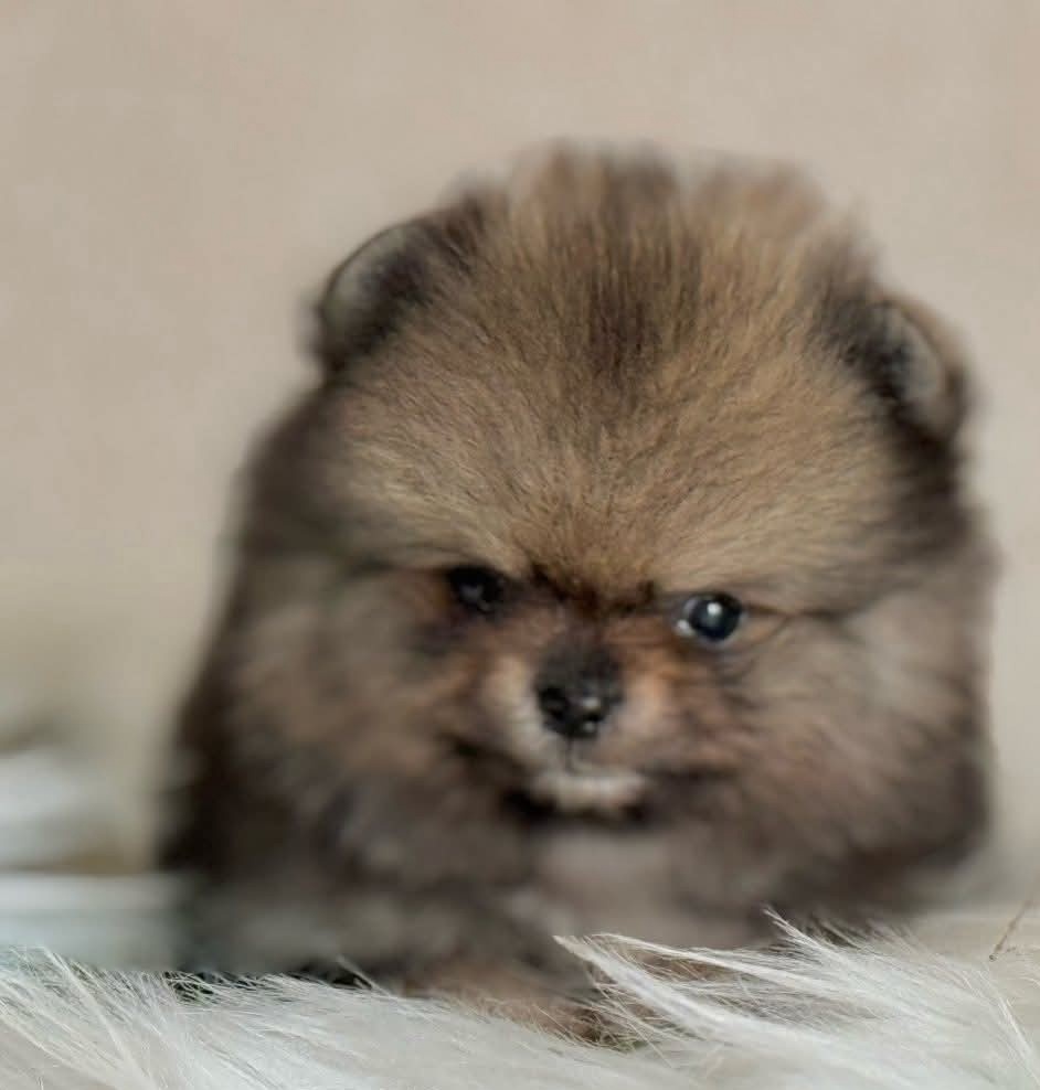 Pomeranian - 2
