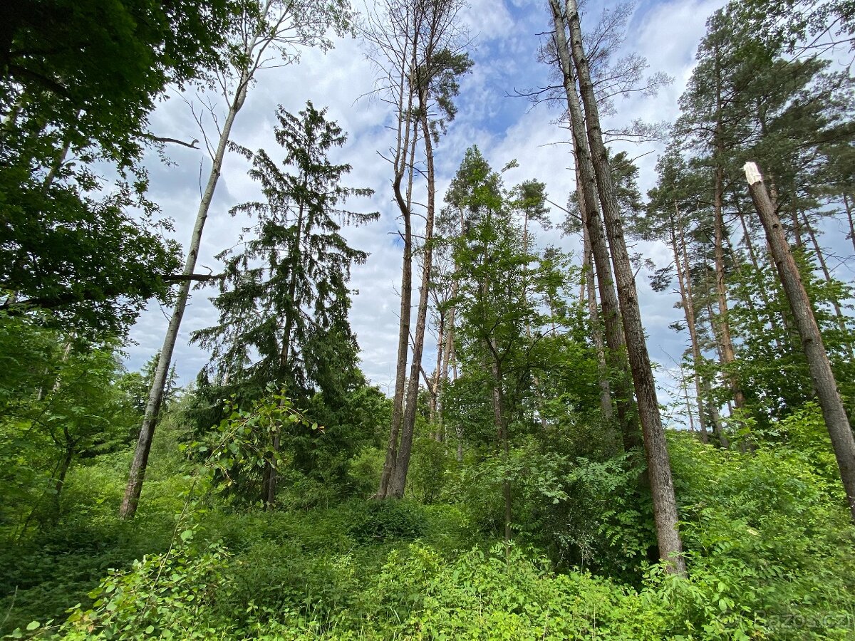 Lesní pozemek Lštění nad Zubřinou - 2