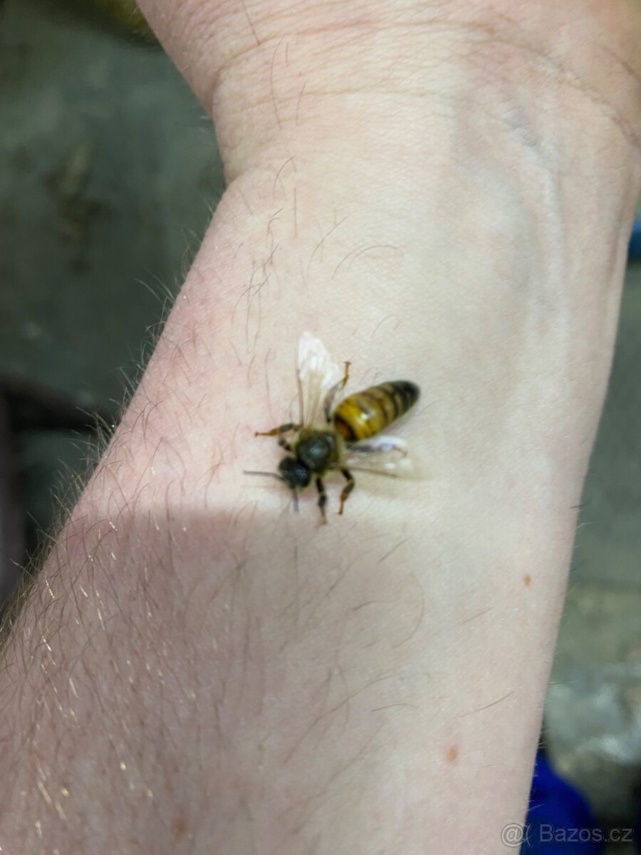 Včelí oddělky Buckfast VSH 2026 - 2