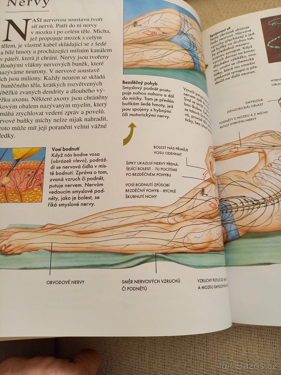 Člověk a jeho tělo - 2
