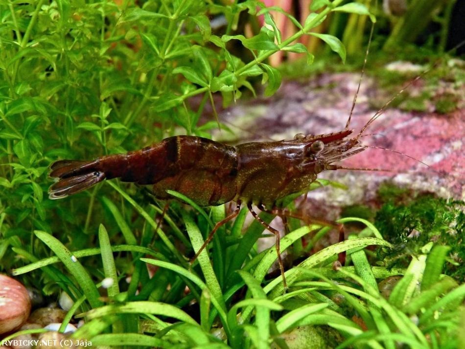 kreveta čokoládová-Macrobrachium dayanum - 2