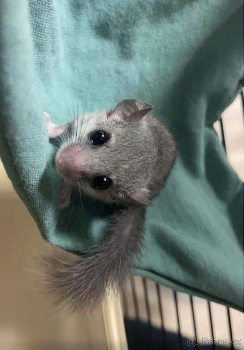 Plšík africký - 2