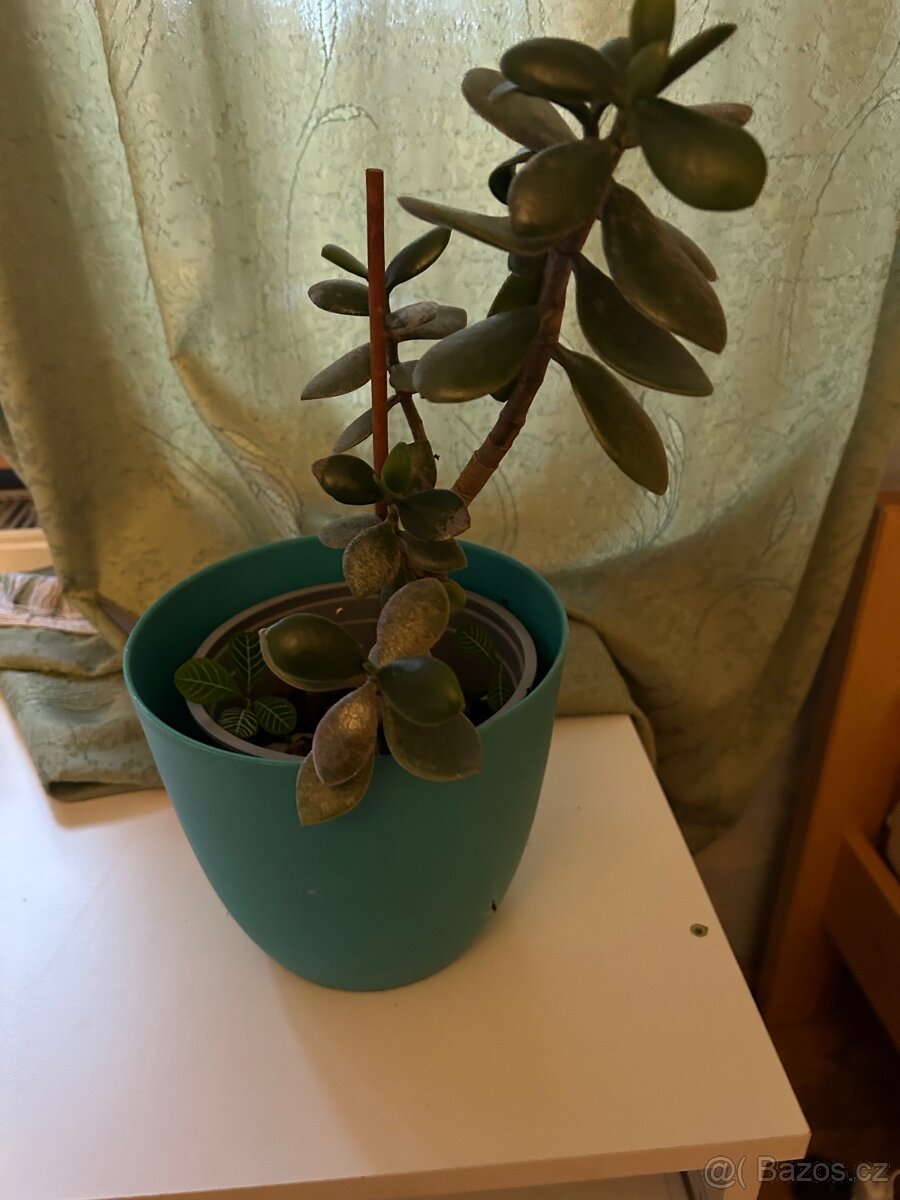 Pokojová rostlina - 2