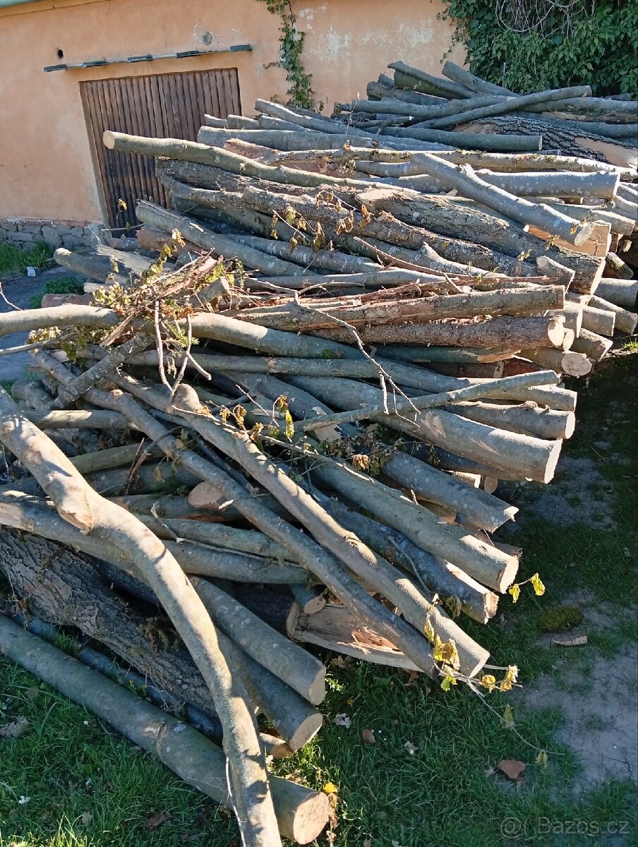Bukové větve - 2