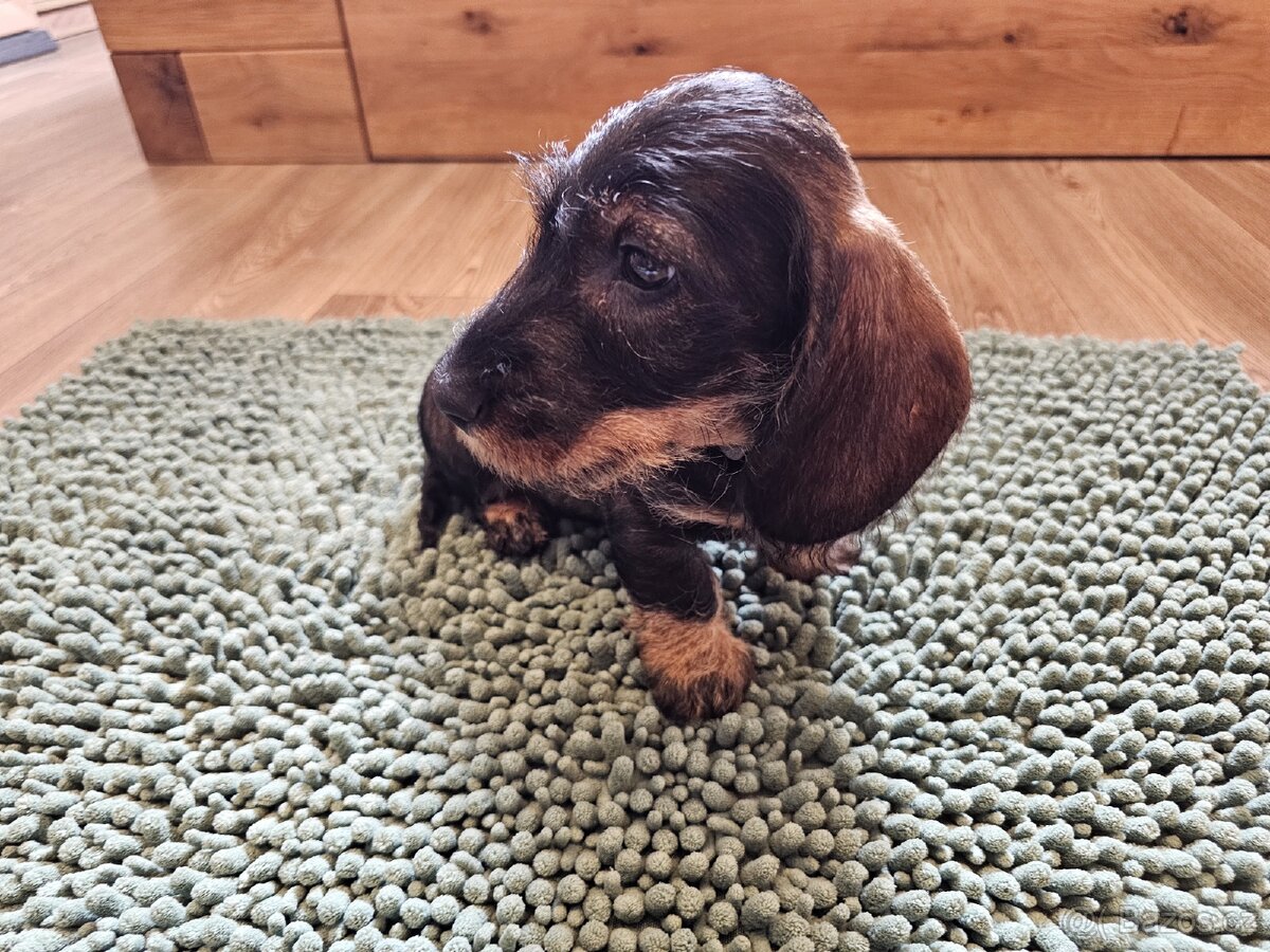 Jezevčík drsnosrstý standard POSLEDNÍ VOLNÝ PEJSEK - 2