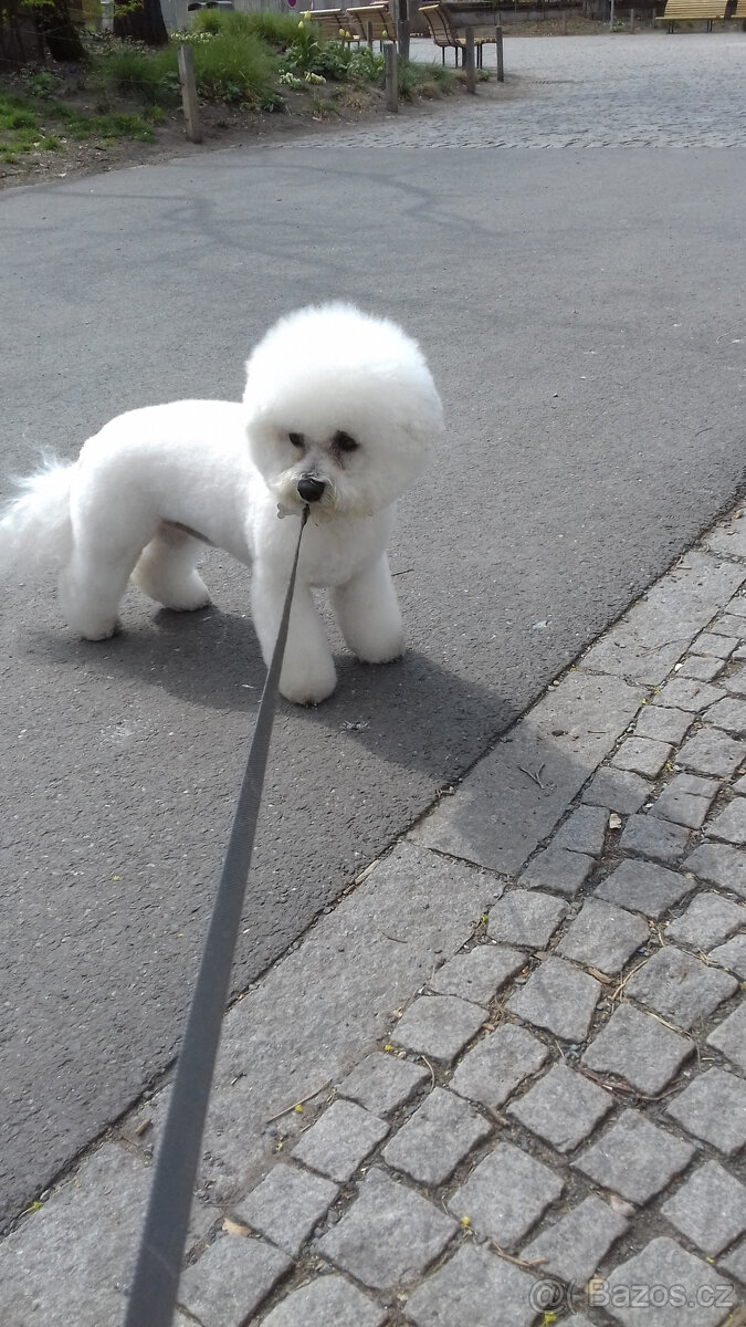 Bišonek s PP ke krytí - 2