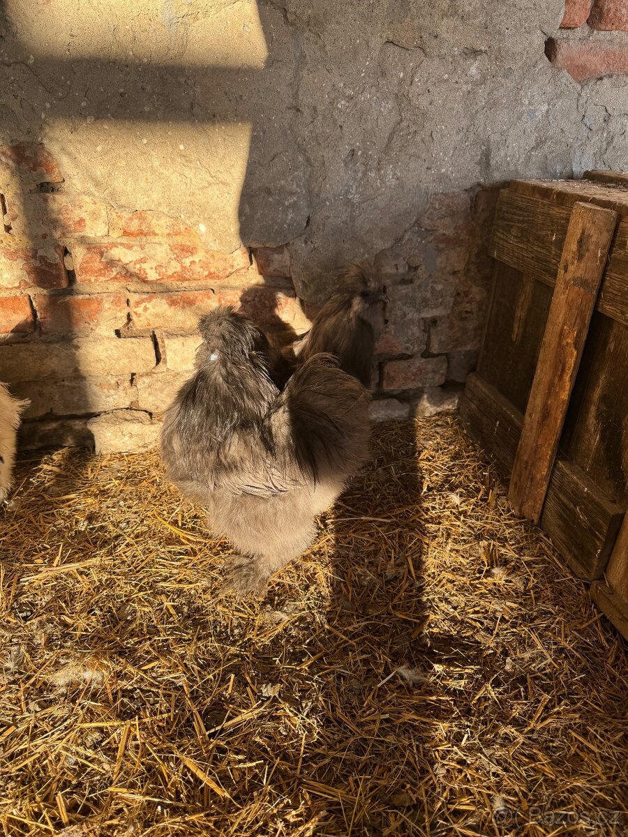 Hedvabnička velká vousatá - 2