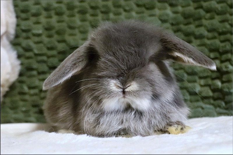 Zakrslý králíček - beránek MINILOP 🩷 - 2