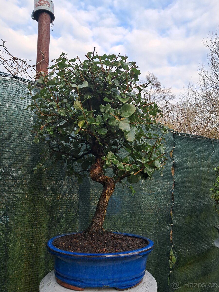 Bonsai, bonsaj Dub - 2