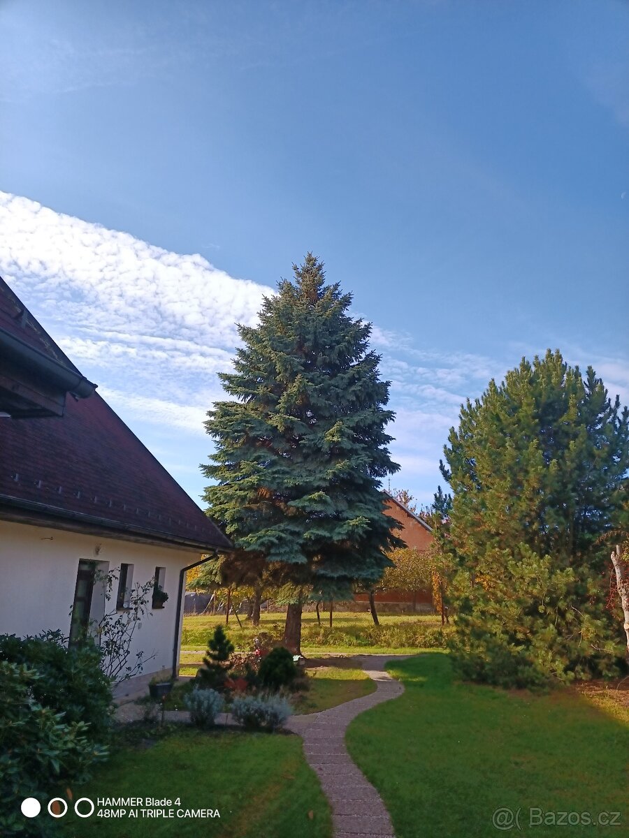 Vánoční strom stříbrný smrk - 2