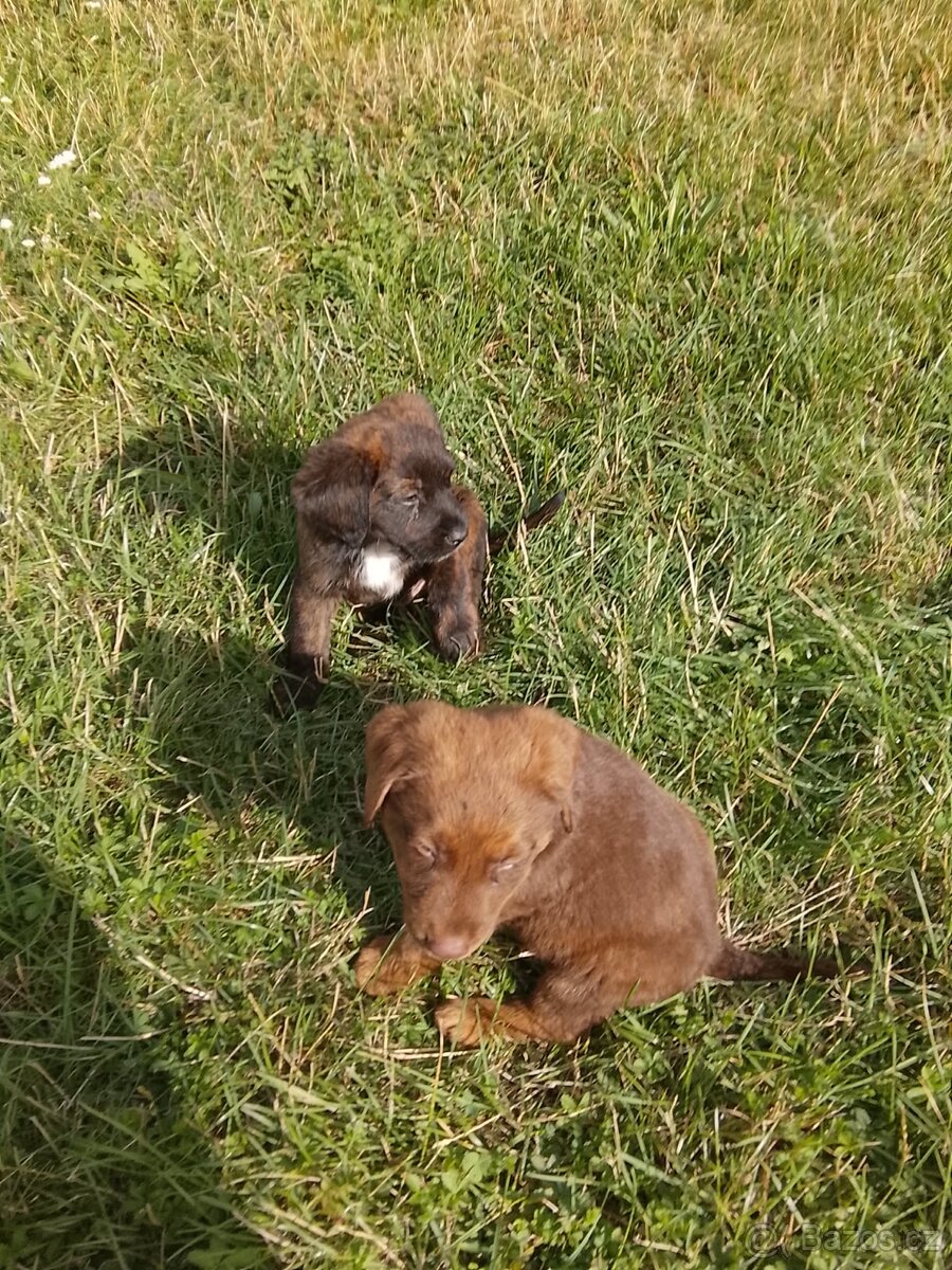 Labradorsky retrívr bez pp - 2