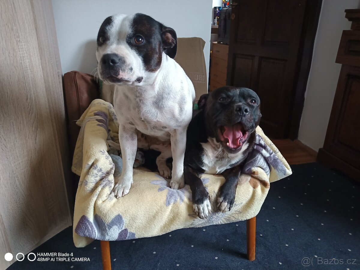 Stafordširský bulteriér - 2