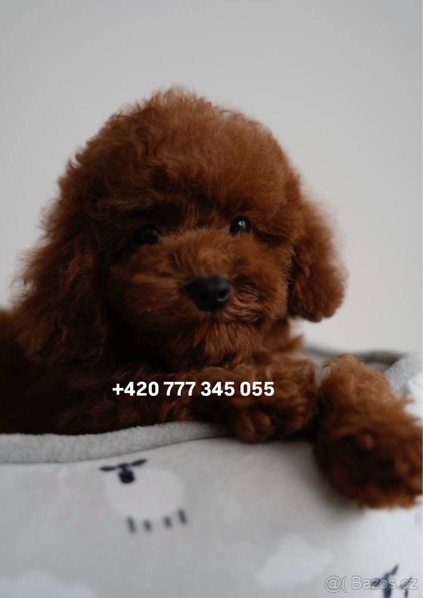Toy pudl chlapeček Toy Poodle Red Brown boy male - 2