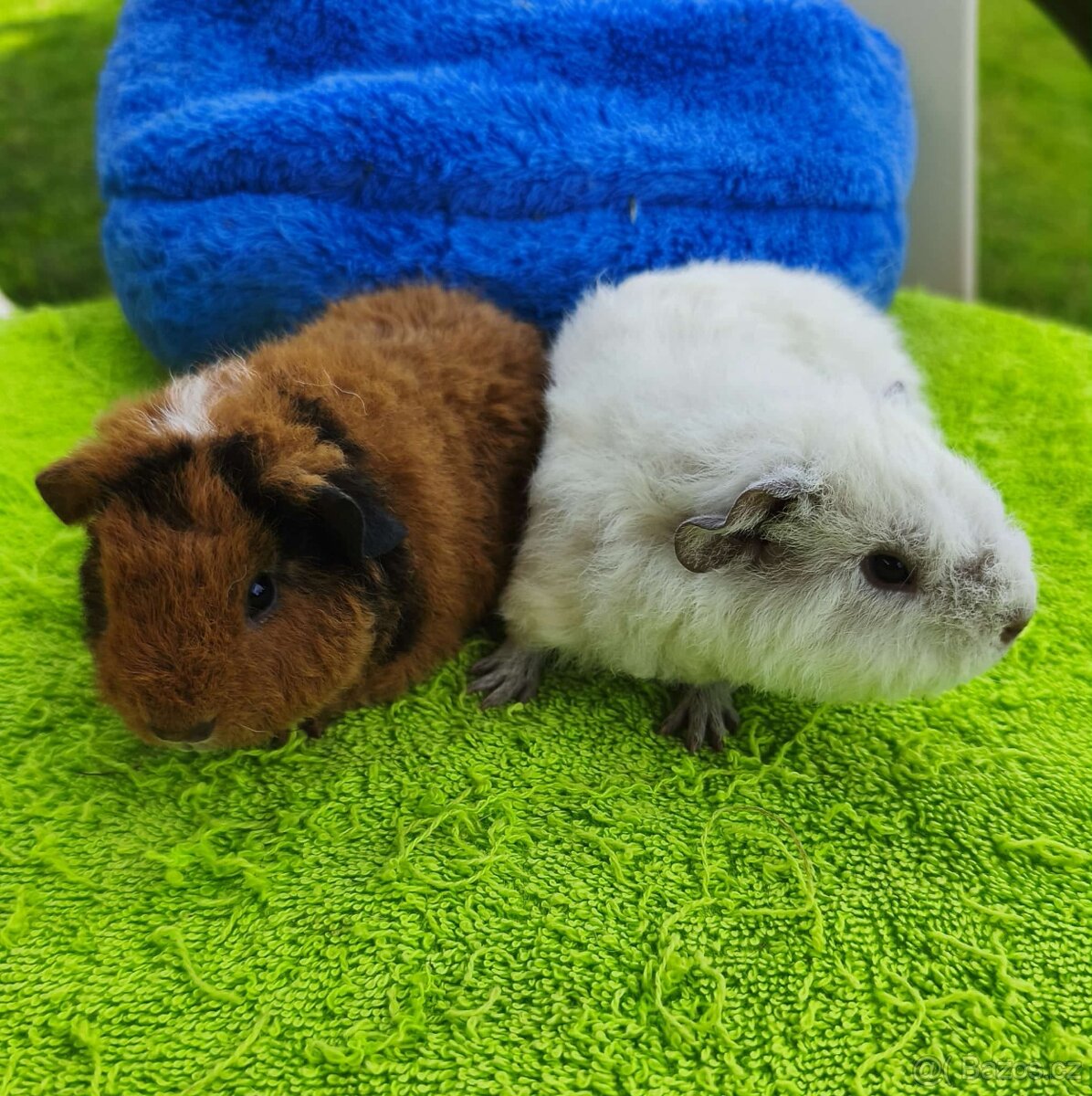 us teddy samečci - 2