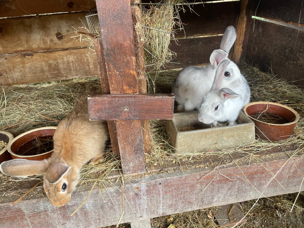 Králíčci strakatý i jednobarevný k odběru - 2