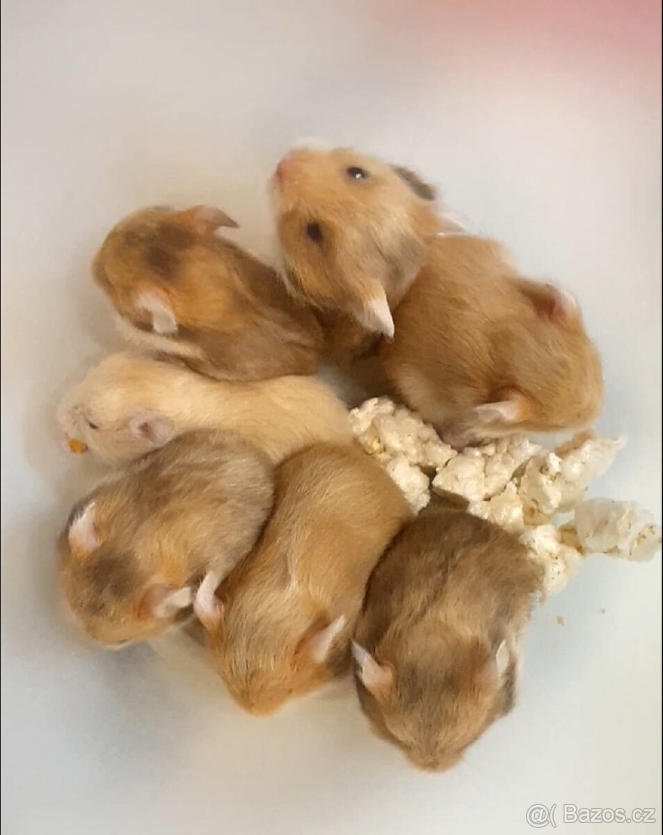 Křeček syrský/zlatý - mláďata - 2