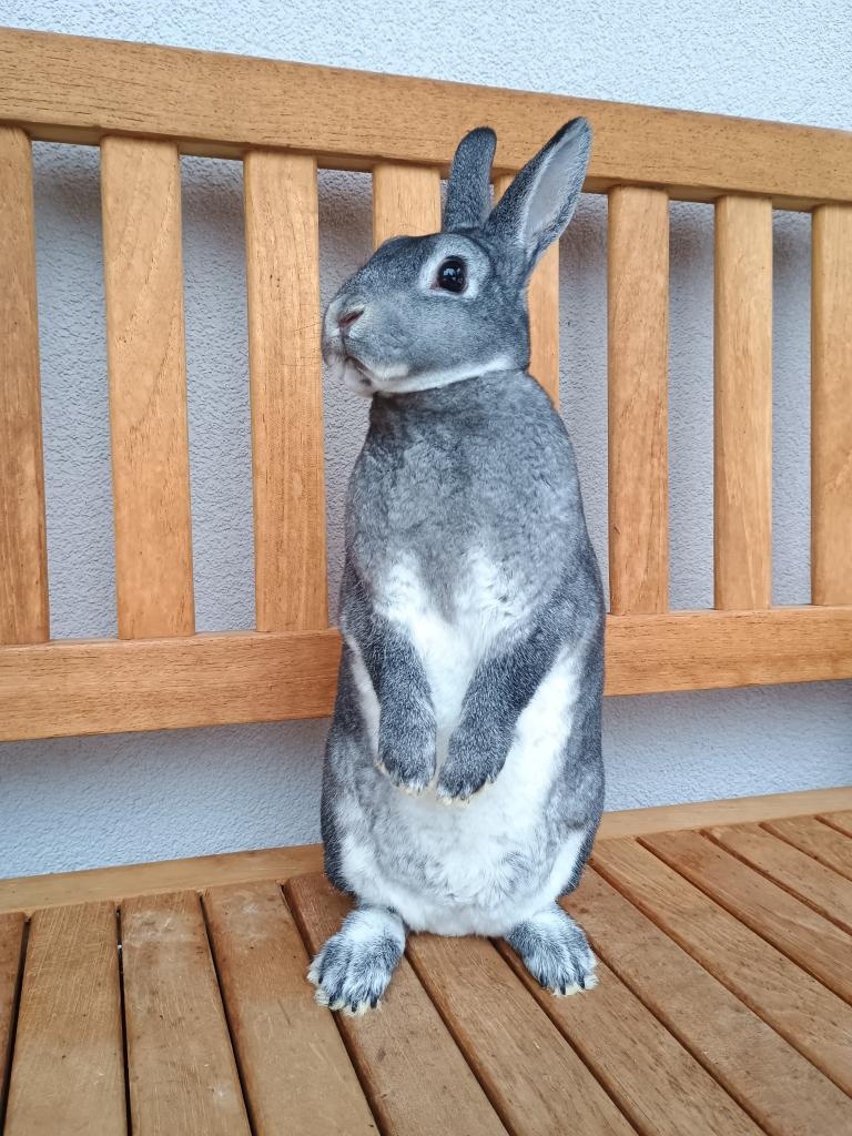 Zakrslý rex činčilový samičky - 2