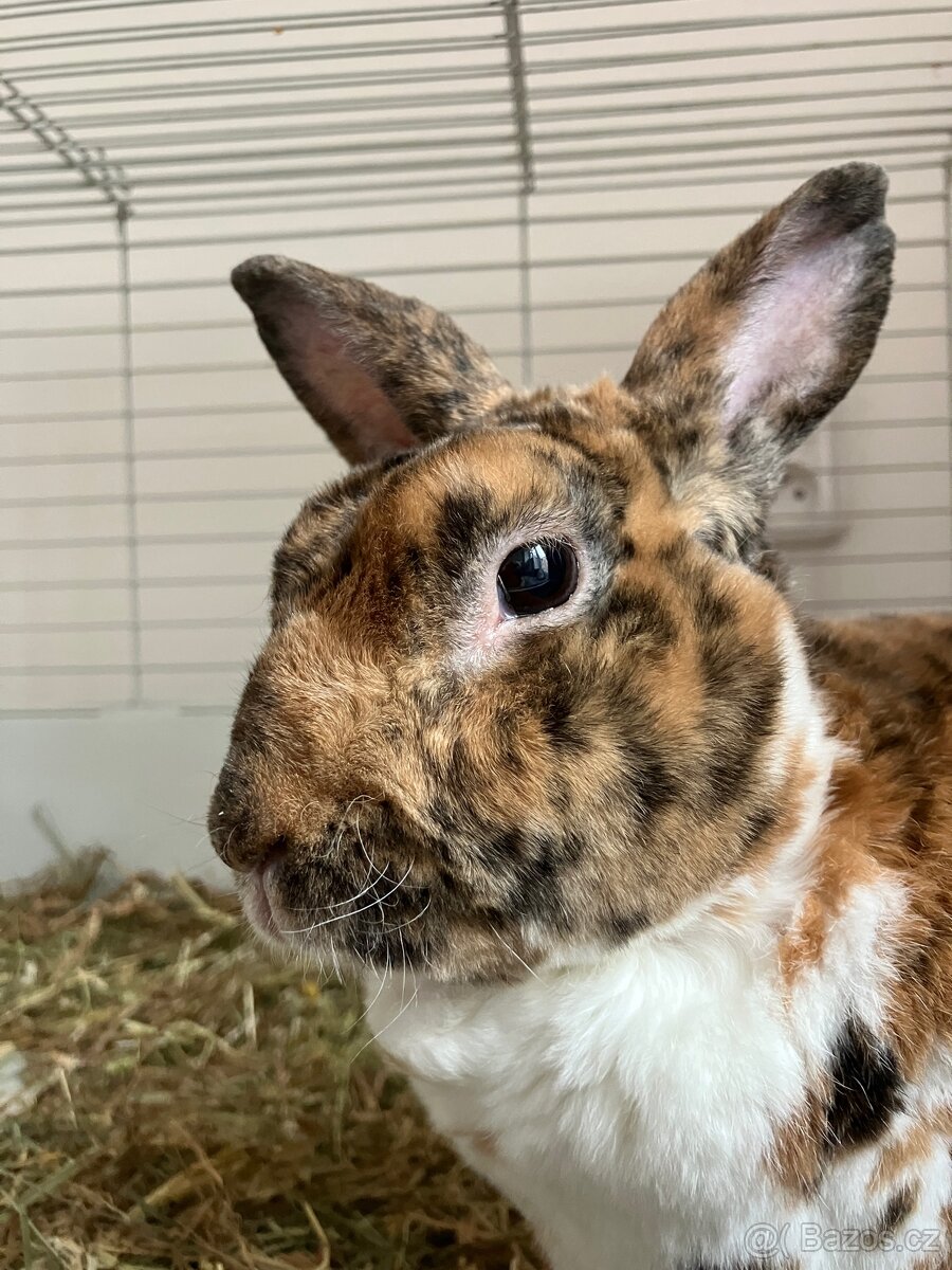 Zakrslý králíček Bunny - 2