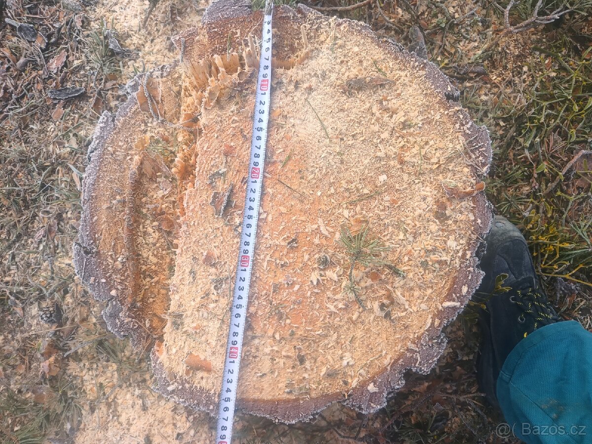 Prodám kmen lípy a borovice - 2