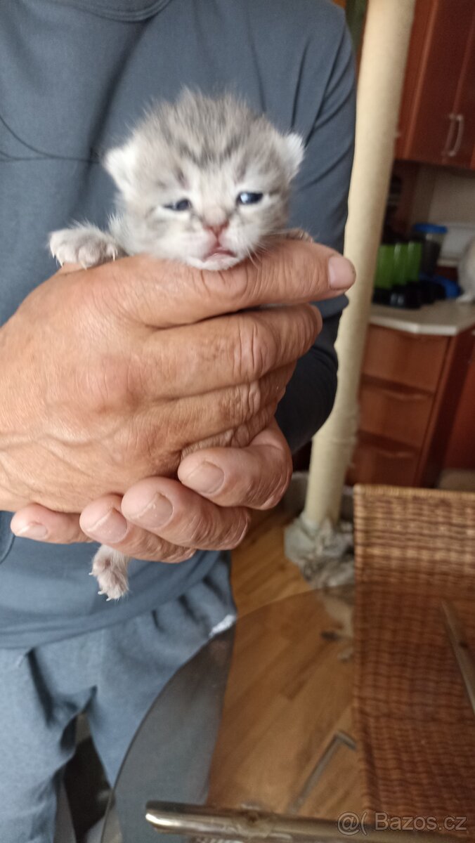 Britská whiskas koťátka s PP - 2