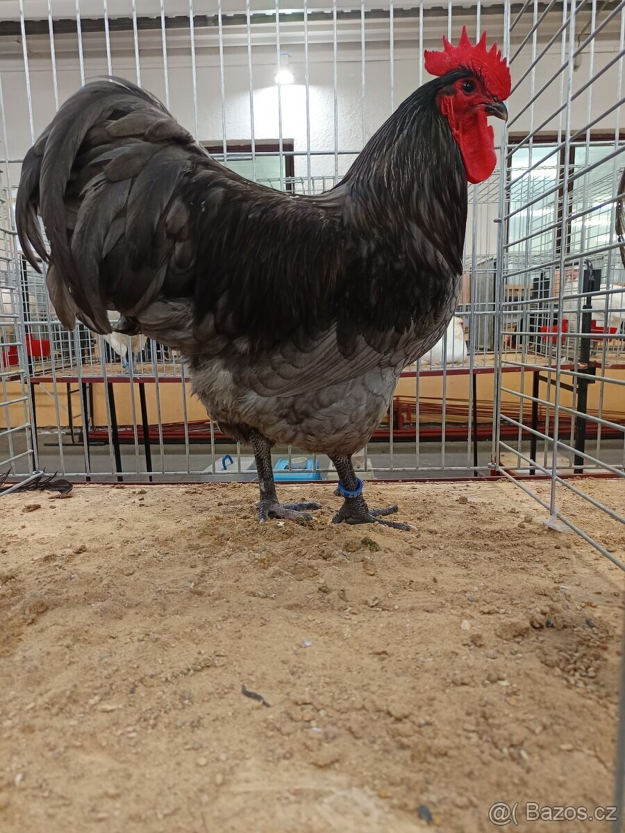 Kohouti Australka velká - 2