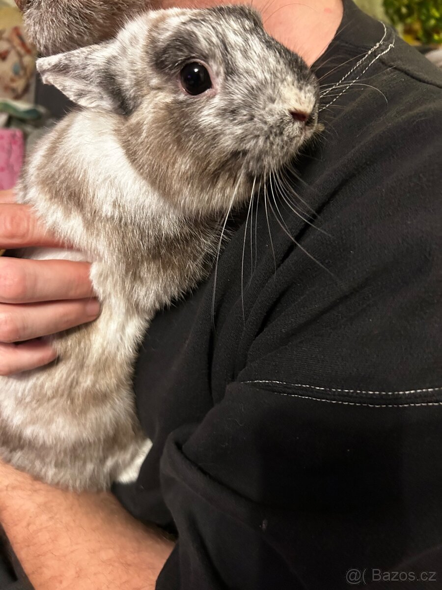 Zakrslý králíček - 2