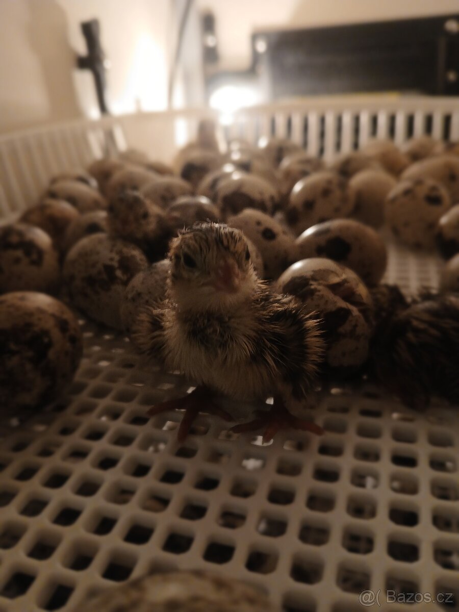 Nesexovana kuratka krepelky - 2