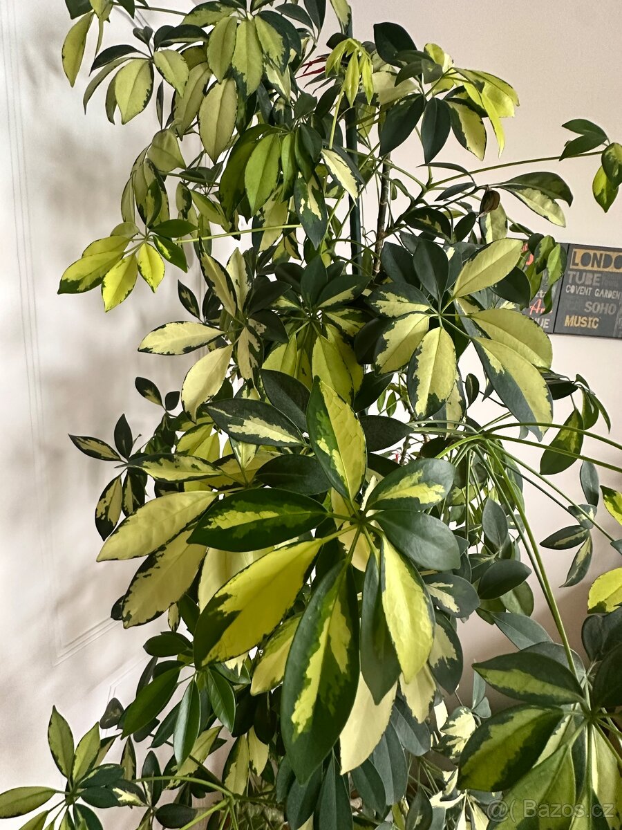 Prodám Scheffleru 2,1m - 2