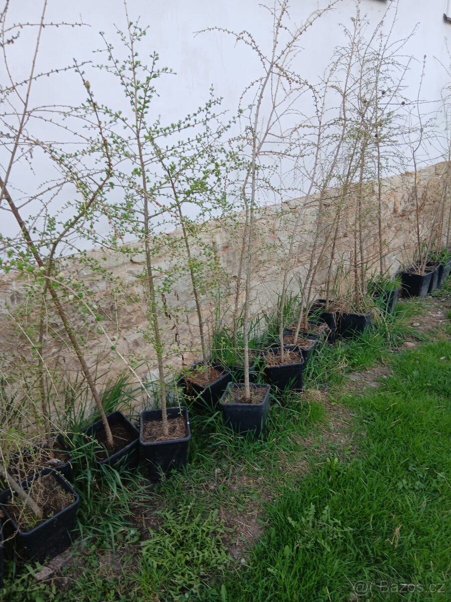 Modřín - stromek - 2