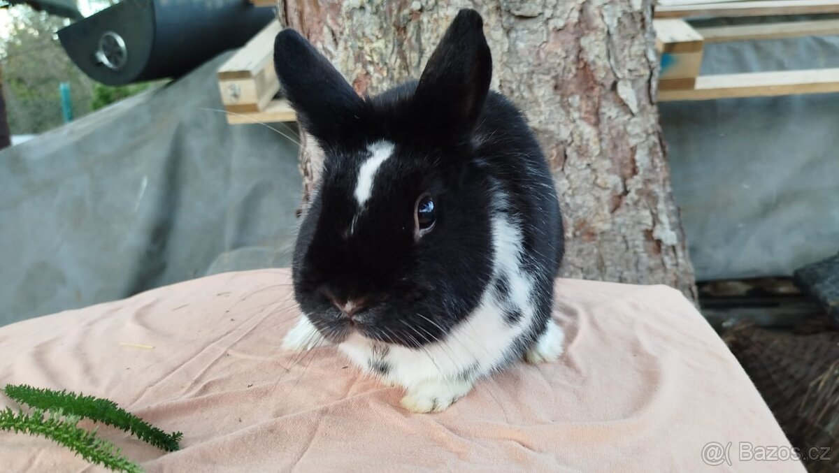 Zakrslý králík - 2