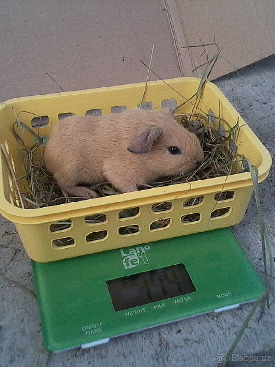 CUY morčata - 2