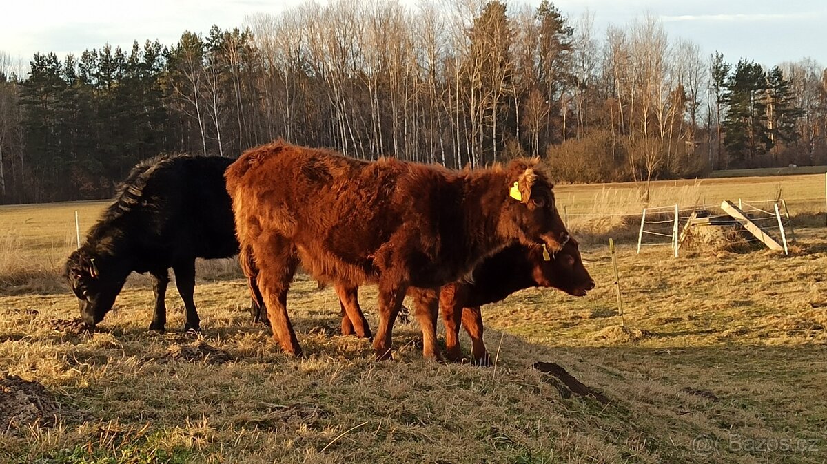 Prodám jalovičky Dexter s POP - 2