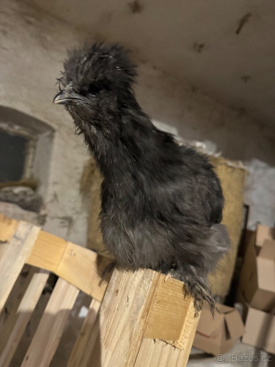 Hedvabnička velké vousatá - 2