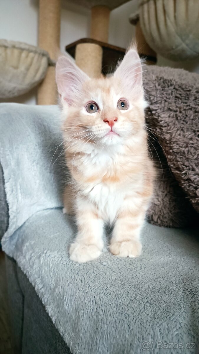 Mainská mývali bez PP - 2