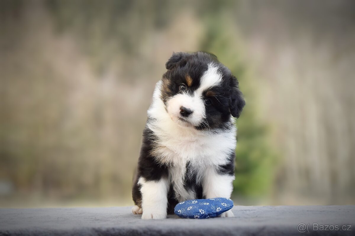 Australský ovčák s PP - 2