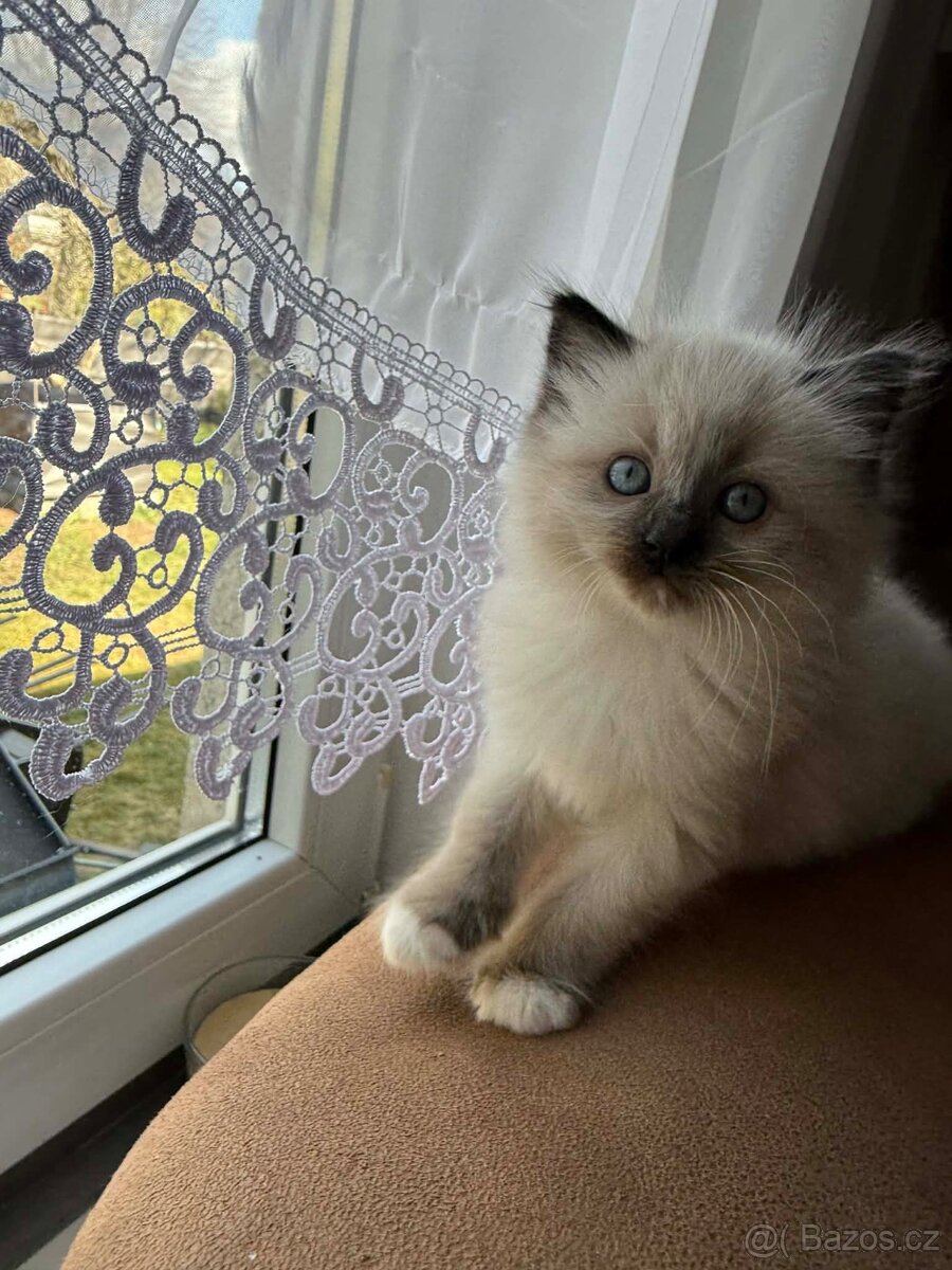 Ragdoll koťátka bez PP - 2