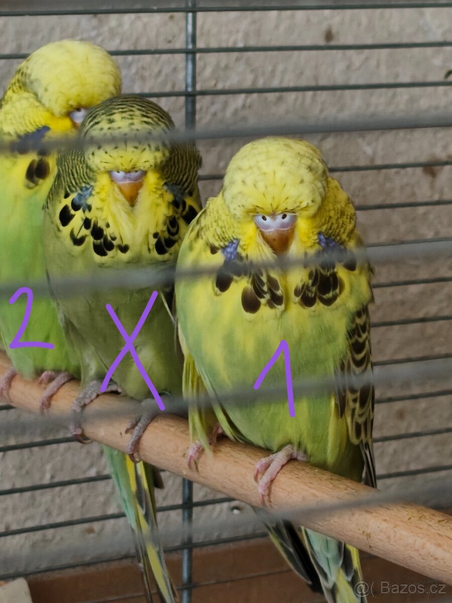 Andulky výstavní mladé - 2